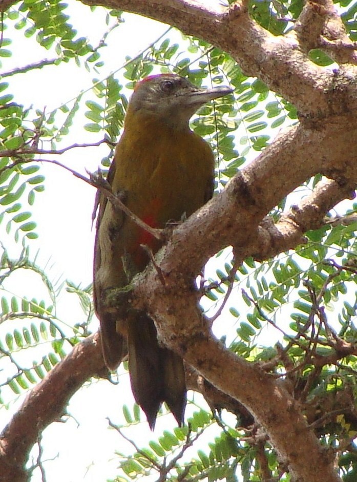 Olive Woodpecker (Red-bellied) - Jason Anderson