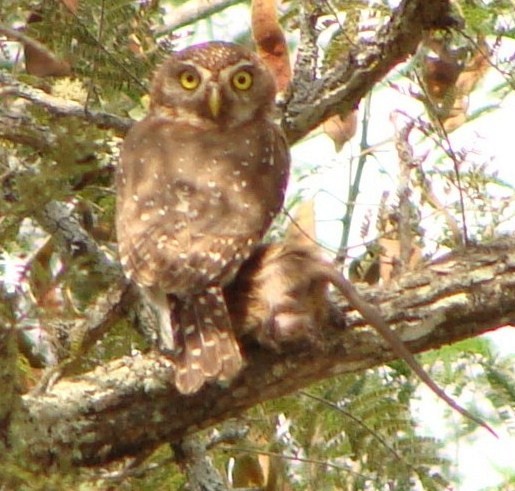 Pearl-spotted Owlet - Jason Anderson