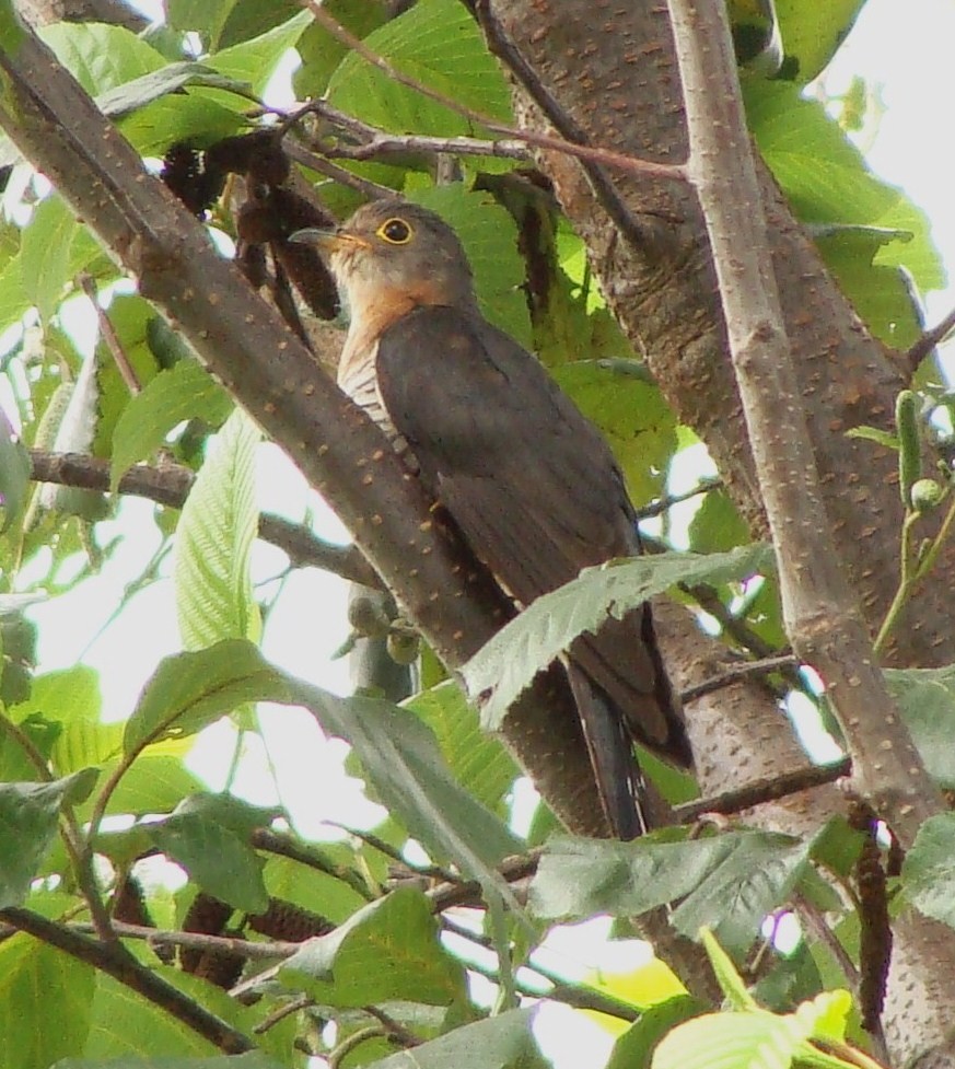 Red-chested Cuckoo - ML205845021