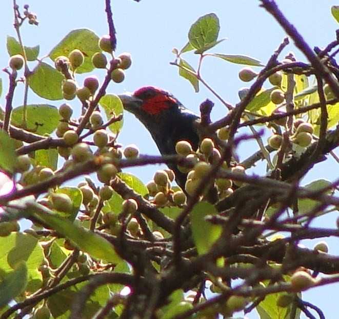 Red-faced Barbet - ML205845031