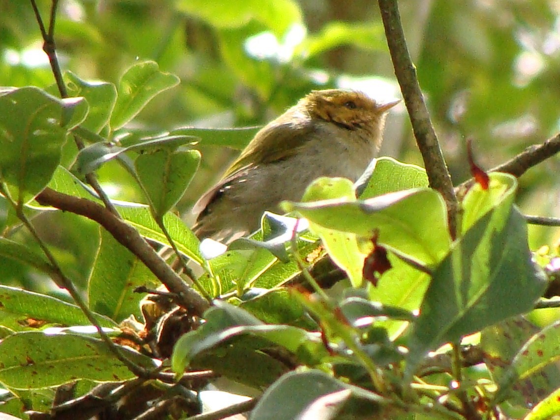 Red-faced Woodland-Warbler - Jason Anderson