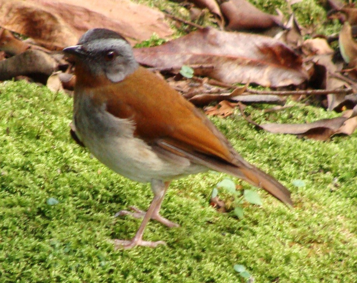 Red-throated Alethe - ML205845071