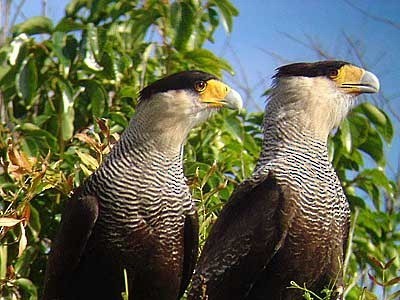 Crested Caracara (Southern) - ML20584591
