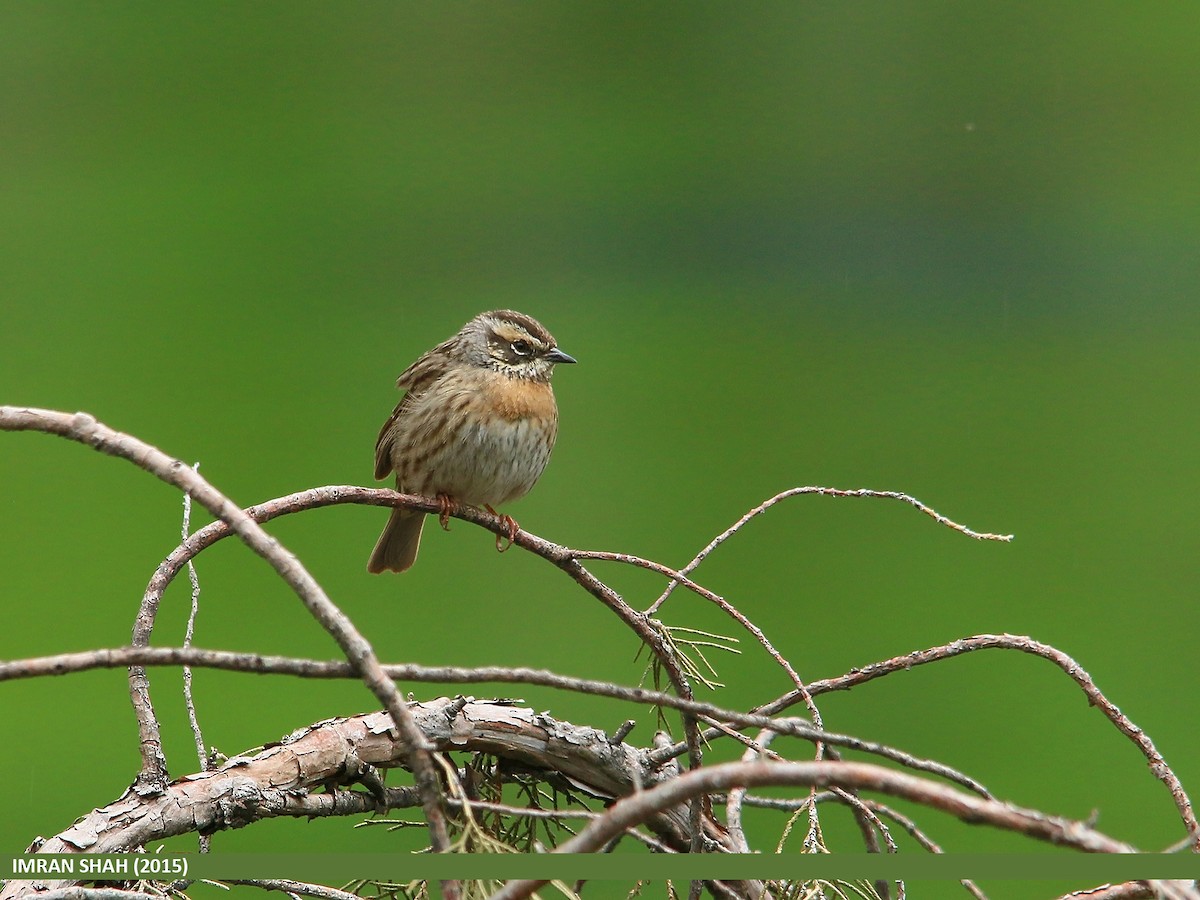 Rufous-breasted Accentor - ML205846051