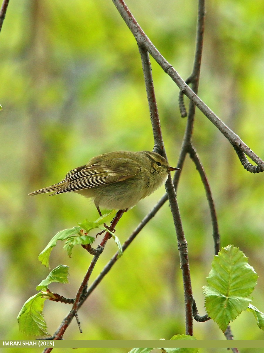 Hume's Warbler - ML205846101