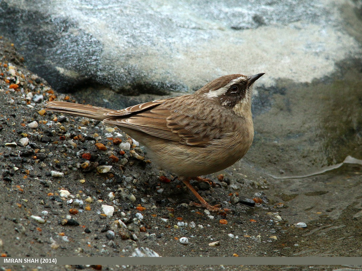 Brown Accentor - ML205846221