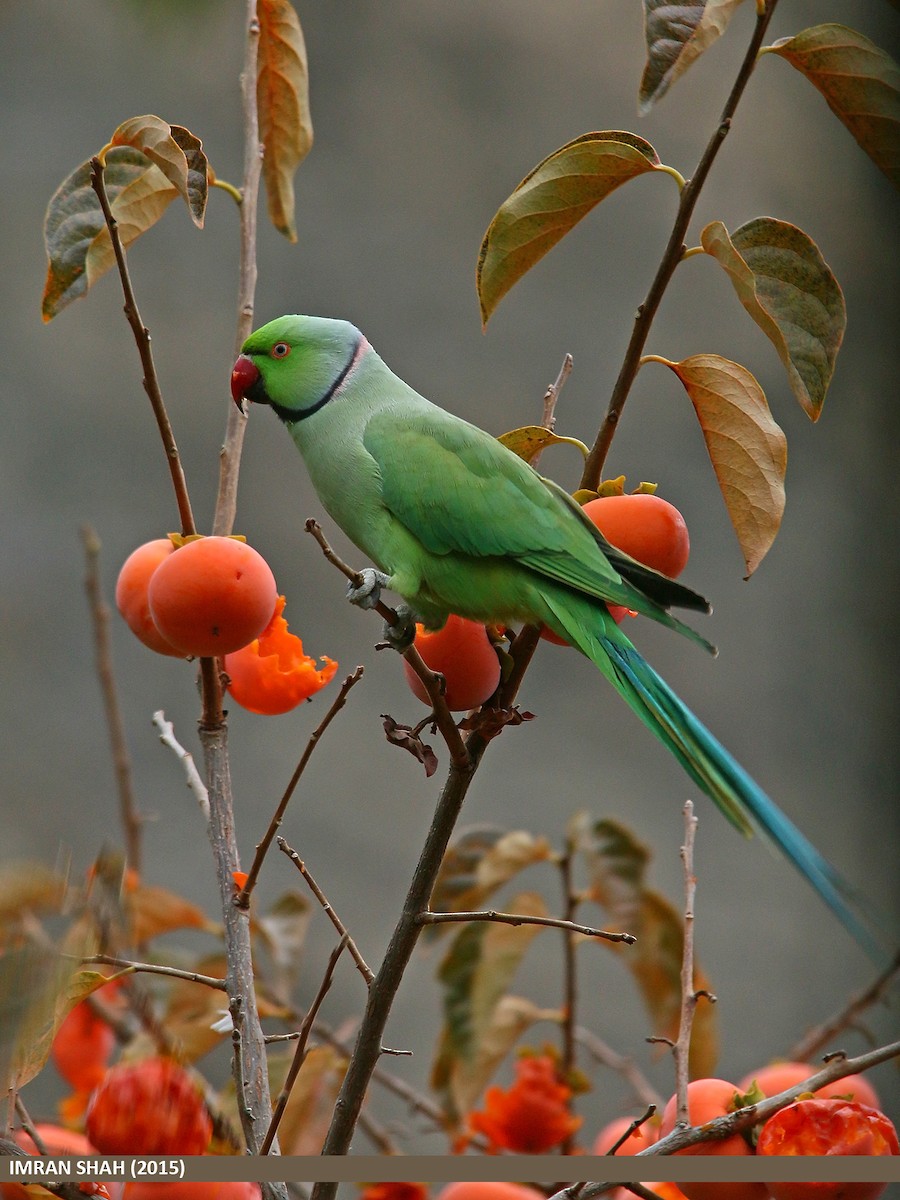 Rose-ringed Parakeet - Imran Shah
