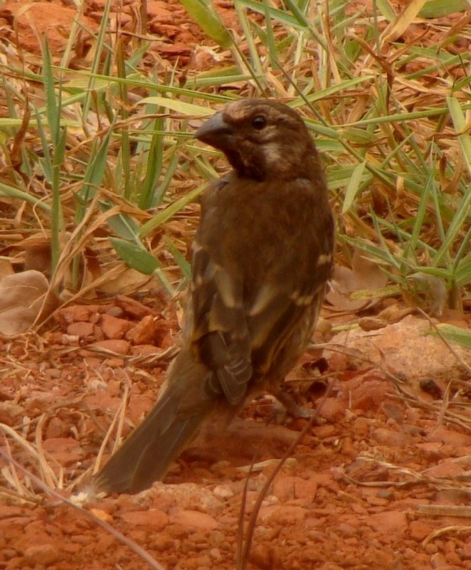 Thick-billed Seedeater - Jason Anderson