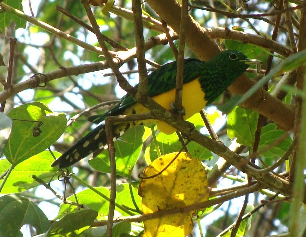African Emerald Cuckoo - ML205846811