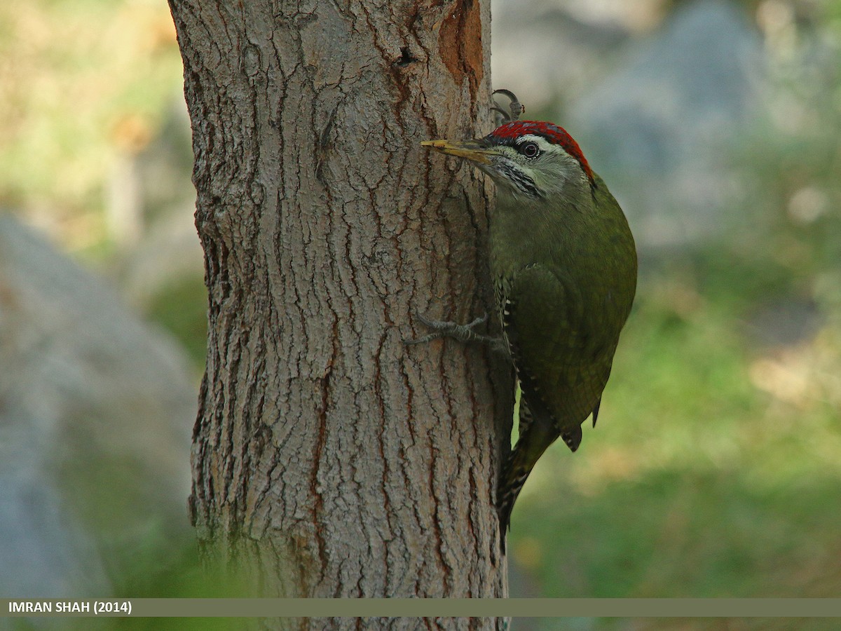 Scaly-bellied Woodpecker - ML205847591