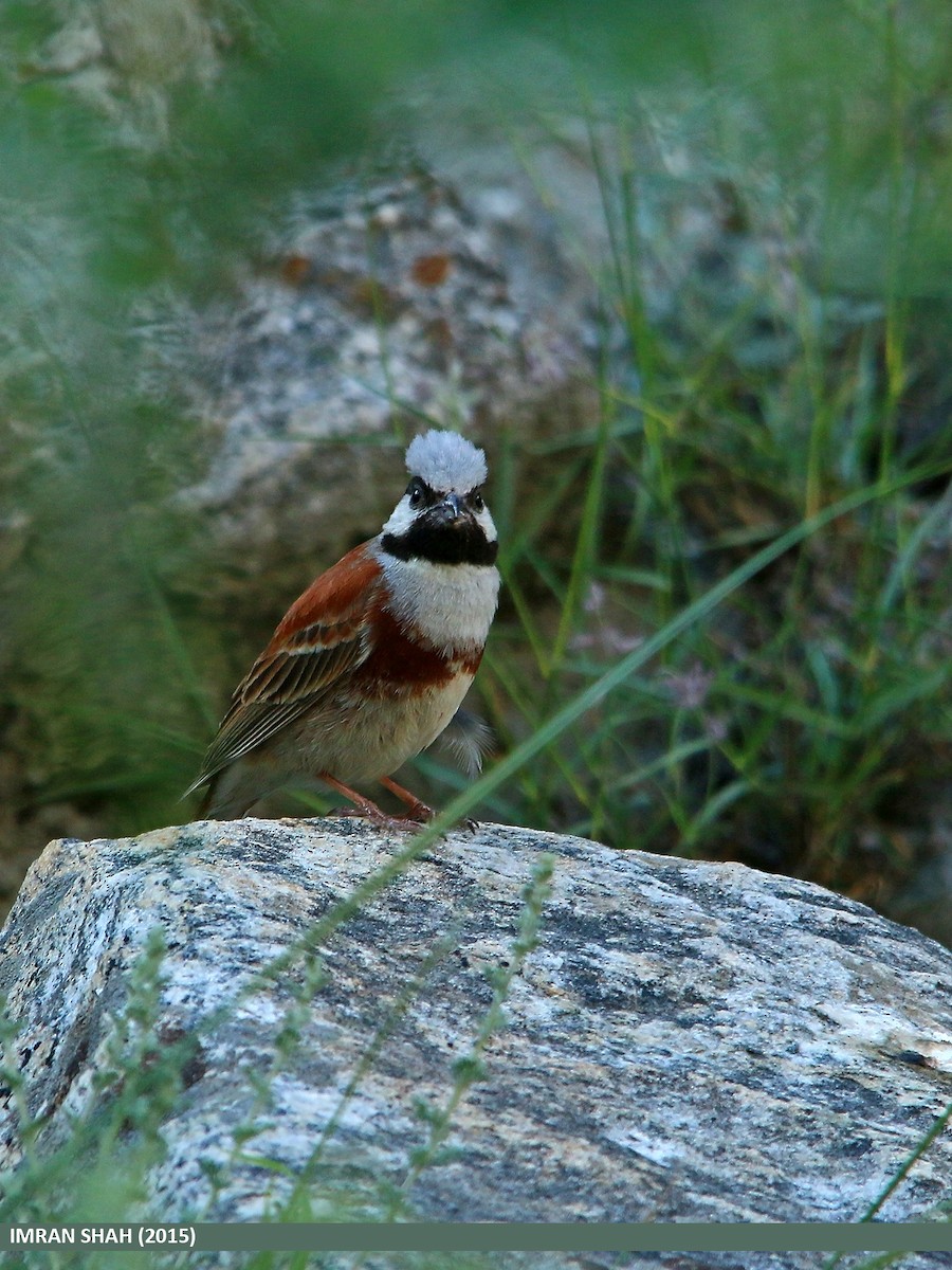 White-capped Bunting - ML205847641