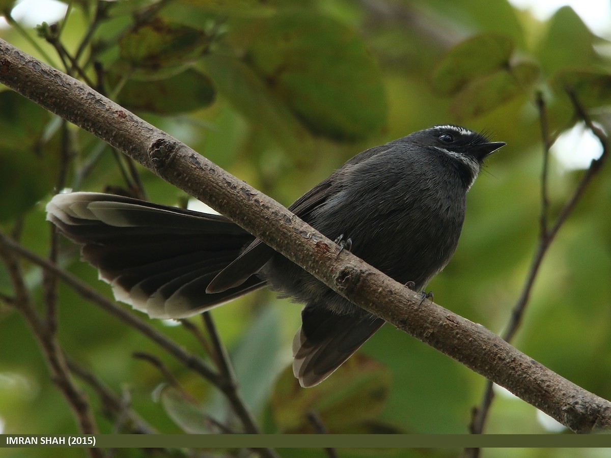 White-throated Fantail - ML205847981