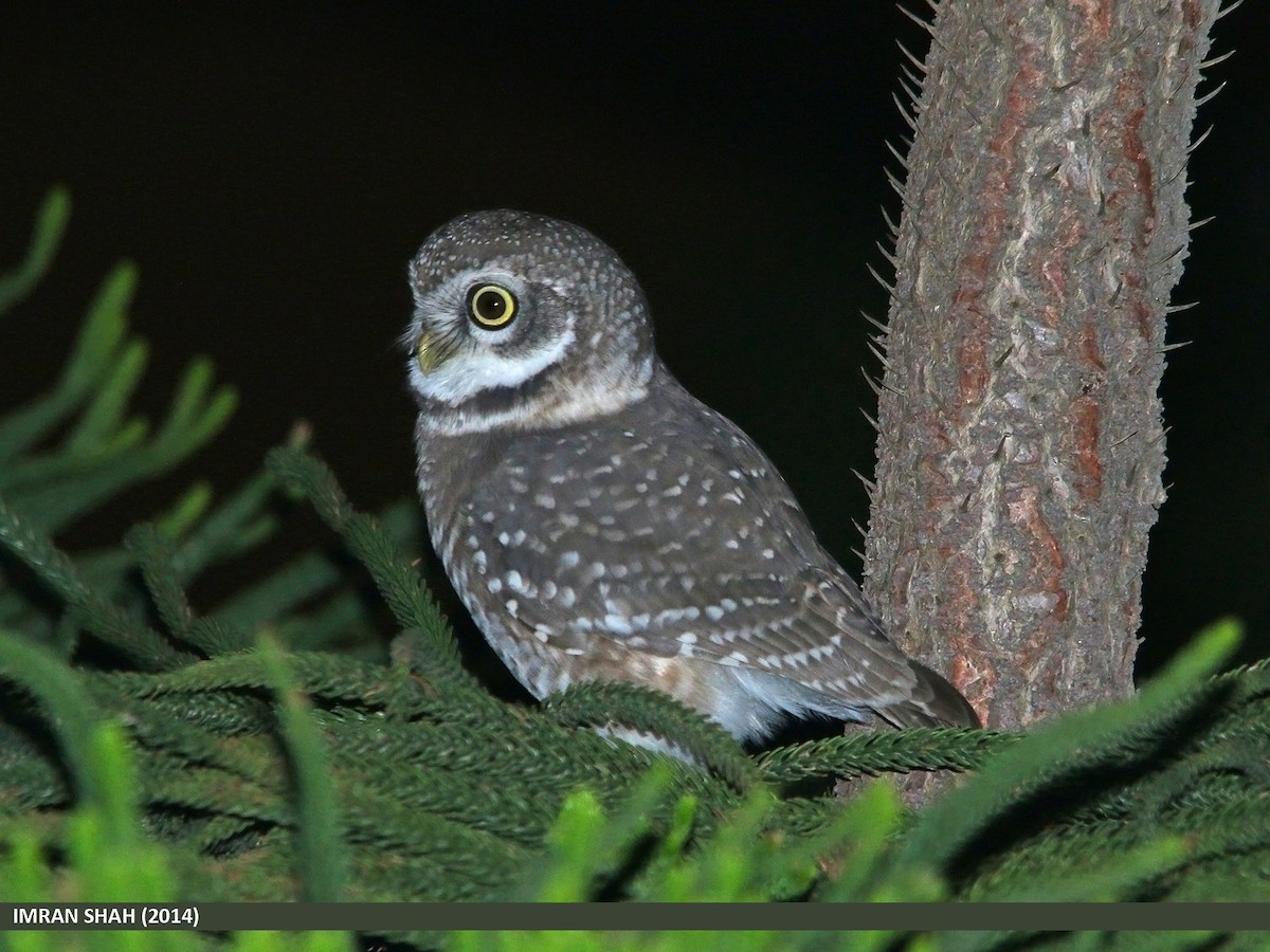 Spotted Owlet - ML205847991