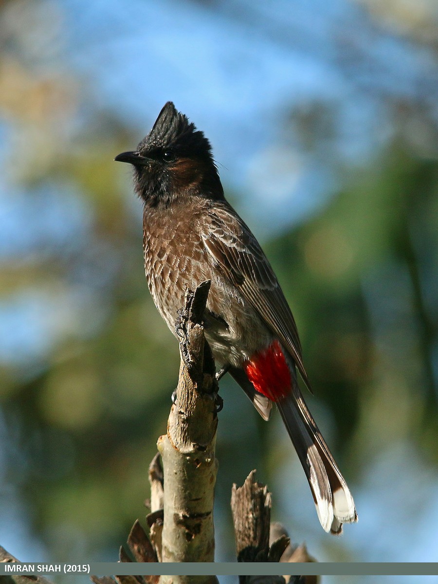 Red-vented Bulbul - ML205848031