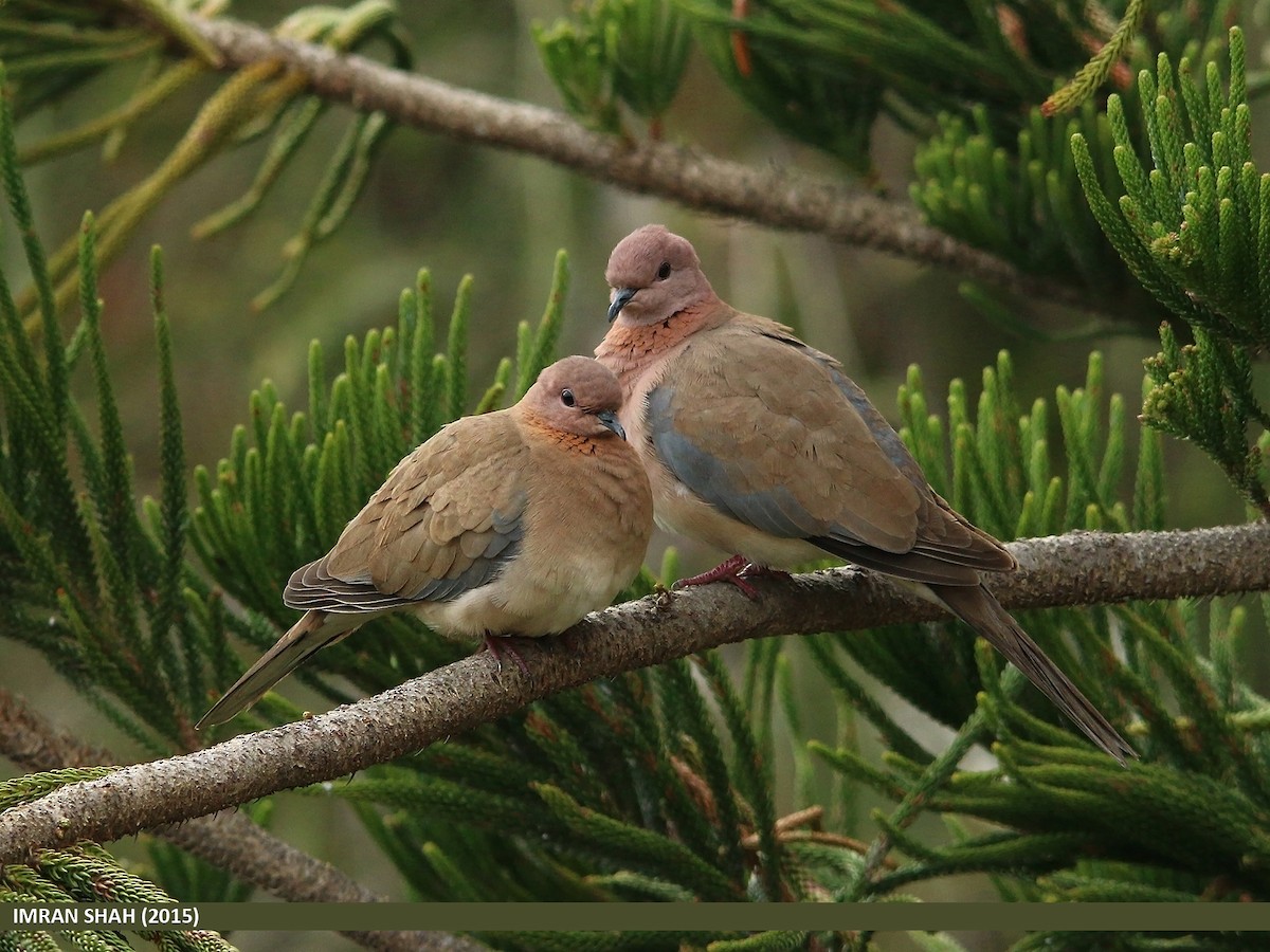 Laughing Dove - ML205848141