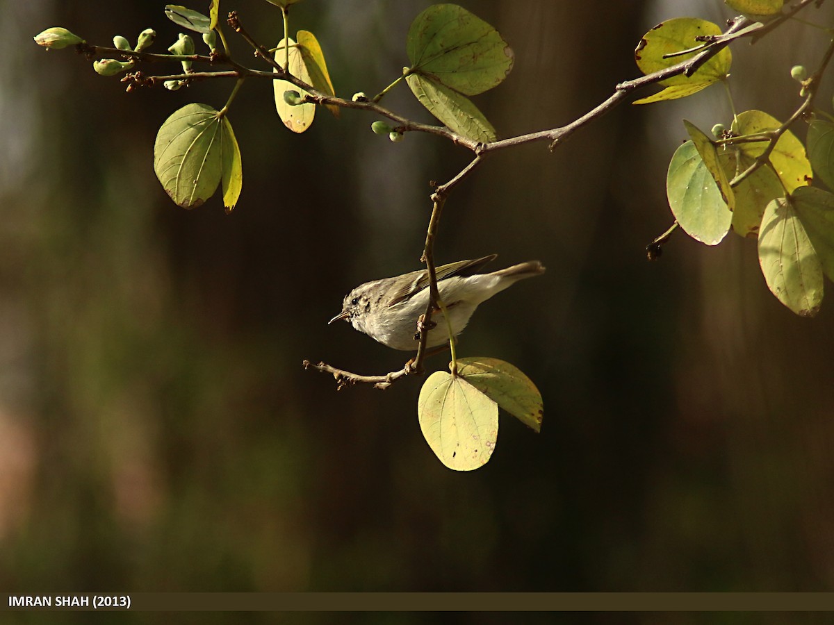 Hume's Warbler - ML205848171