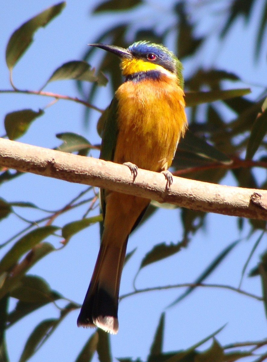 Ethiopian Bee-eater - Jason Anderson