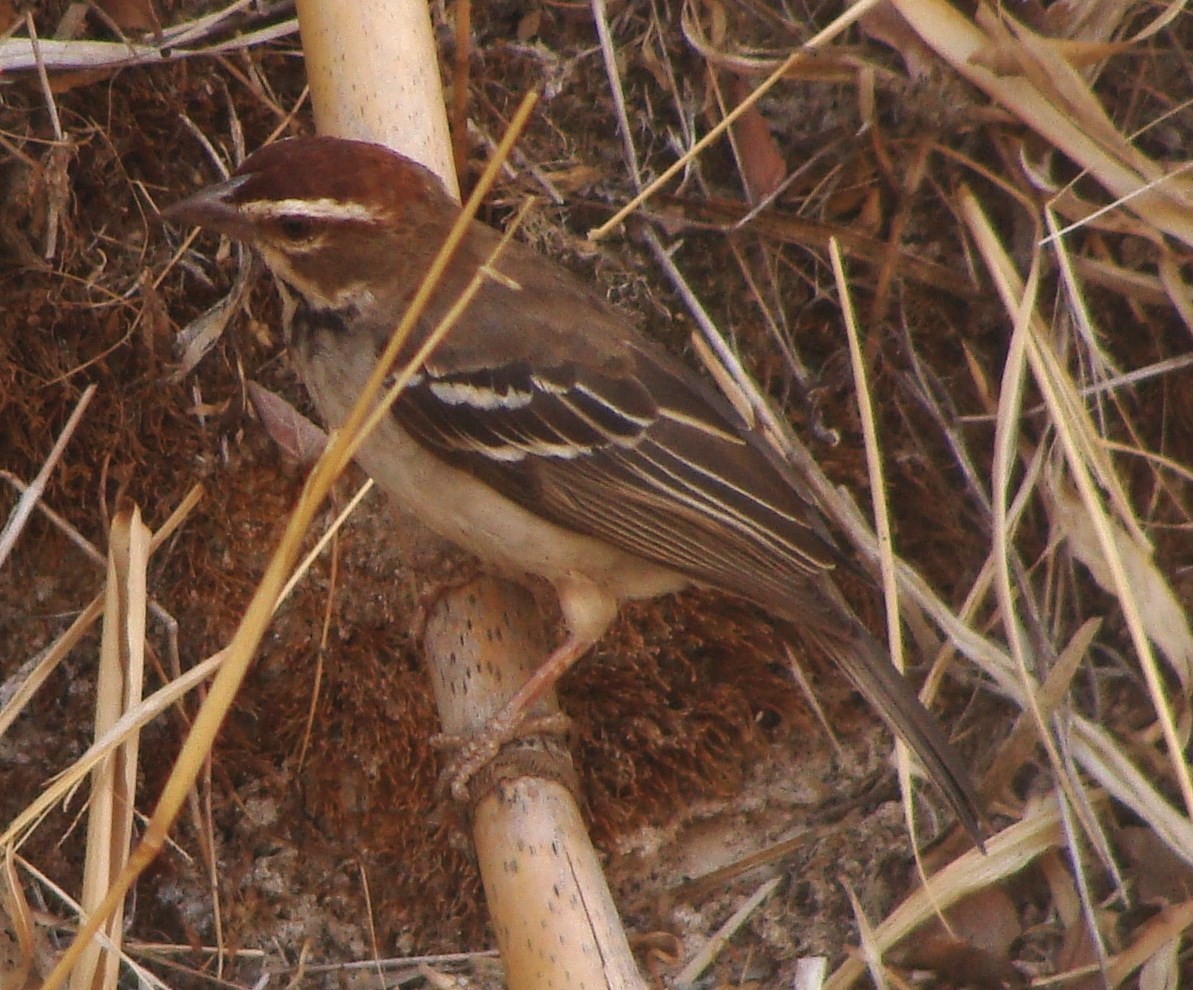 Chestnut-crowned Sparrow-Weaver - Jason Anderson