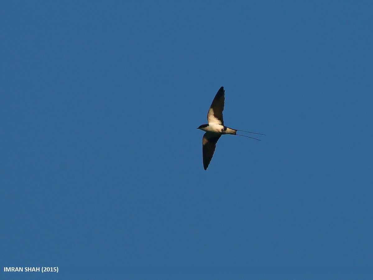 Wire-tailed Swallow - ML205849531