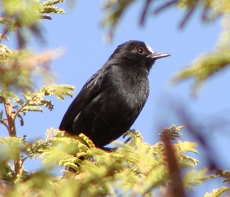 White-fronted Black-Chat - Jason Anderson