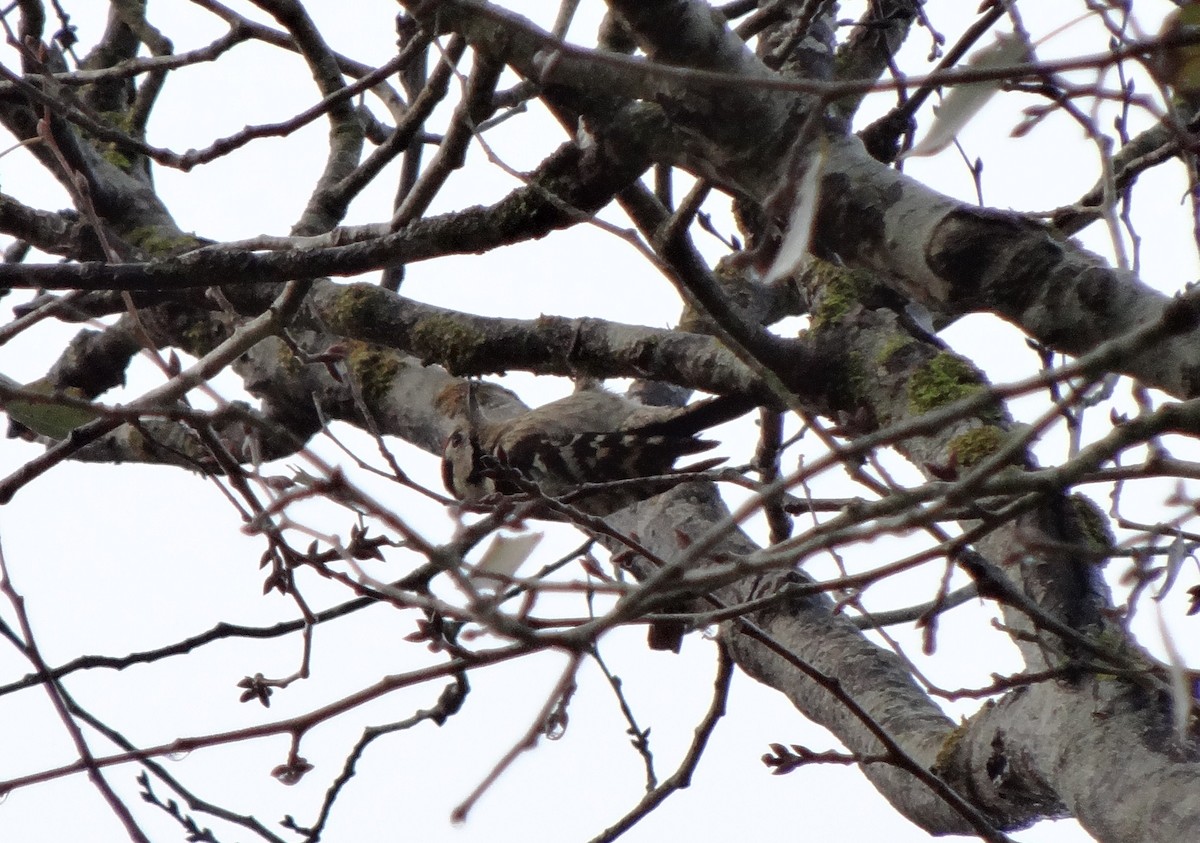 Lesser Spotted Woodpecker - ML205850311