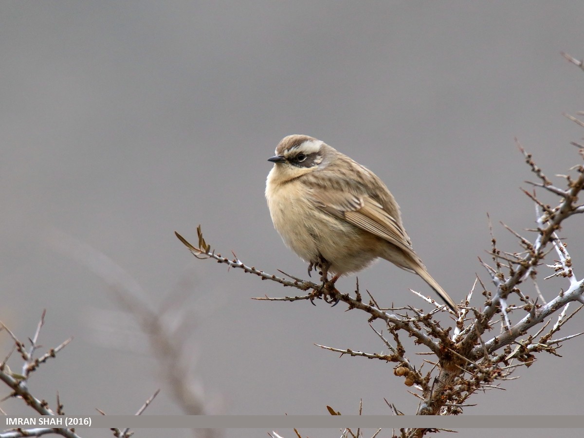 Brown Accentor - ML205851381
