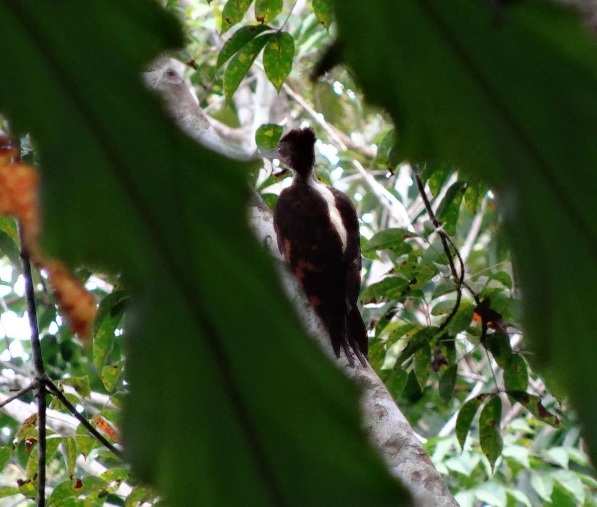 Orange-backed Woodpecker - ML205851671