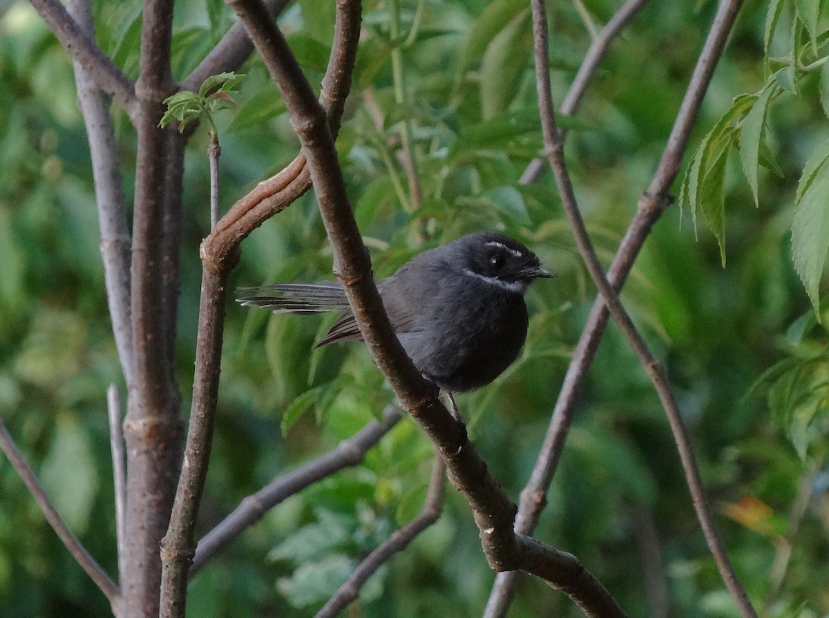 White-throated Fantail - Jason Anderson