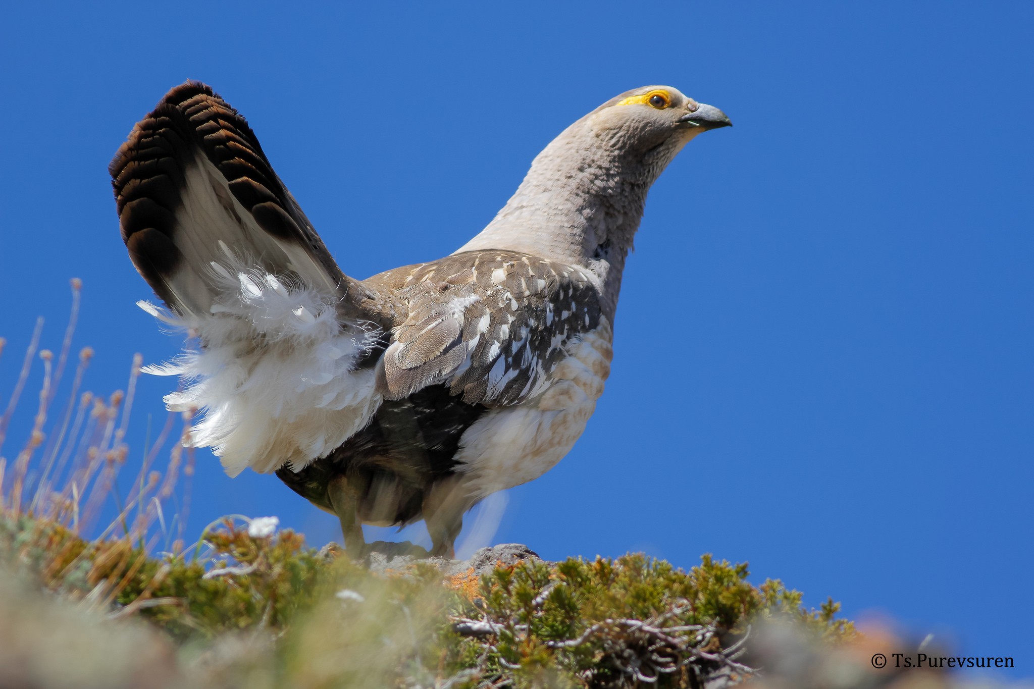 Tetraogallus altaicus