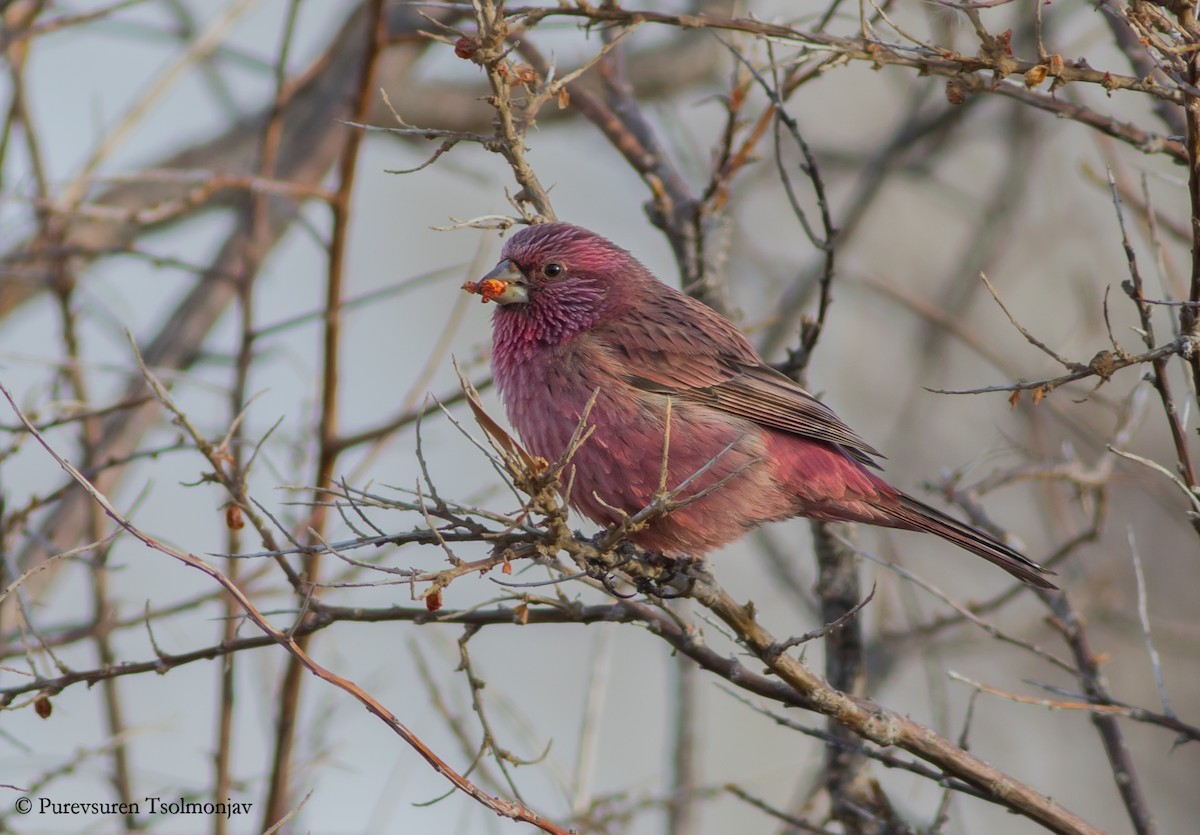 Red-mantled Rosefinch - Purevsuren Tsolmonjav