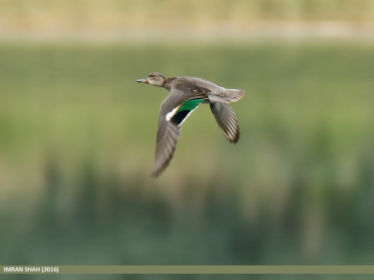 Green-winged Teal - ML205853211