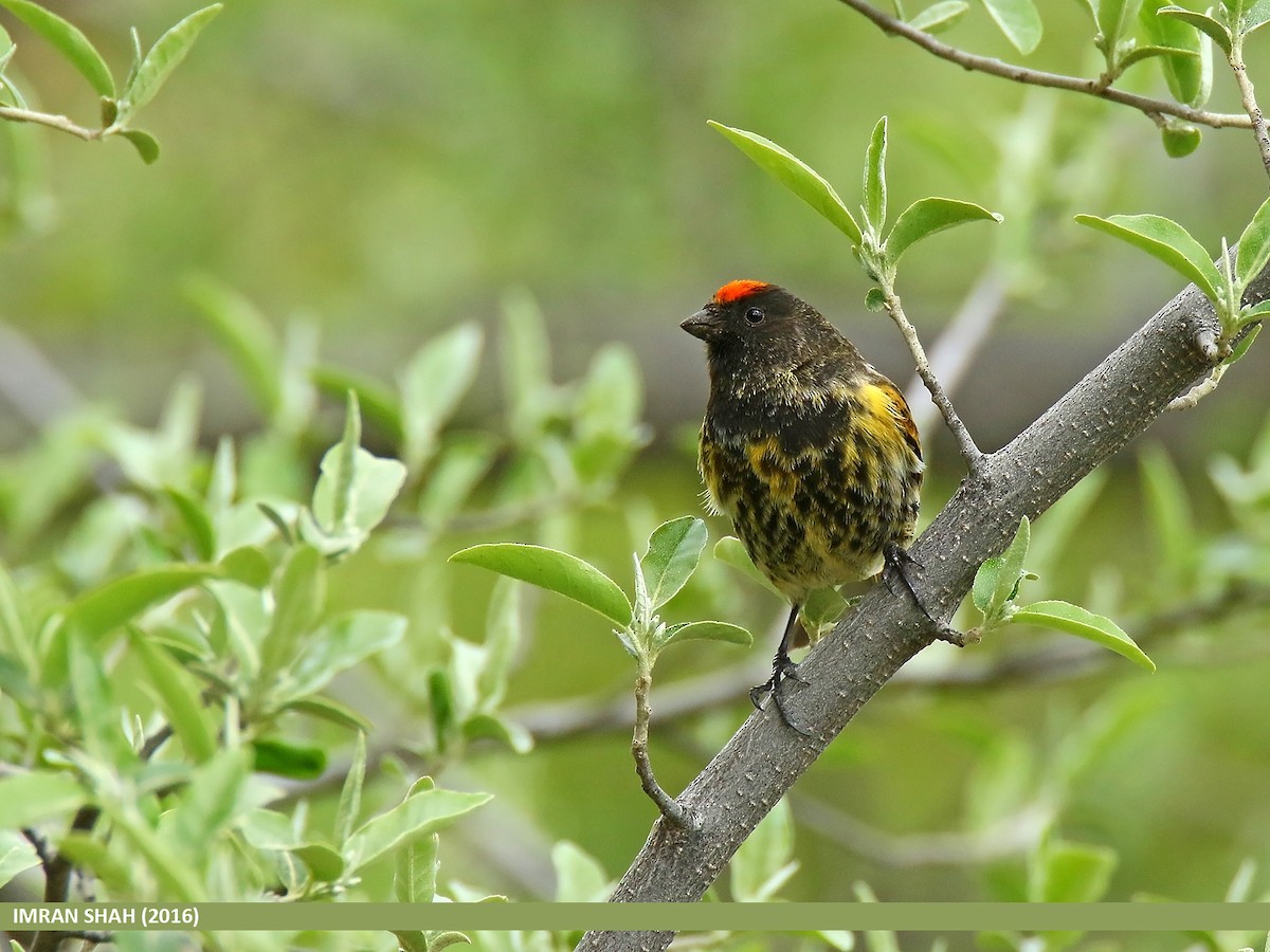 Fire-fronted Serin - Imran Shah