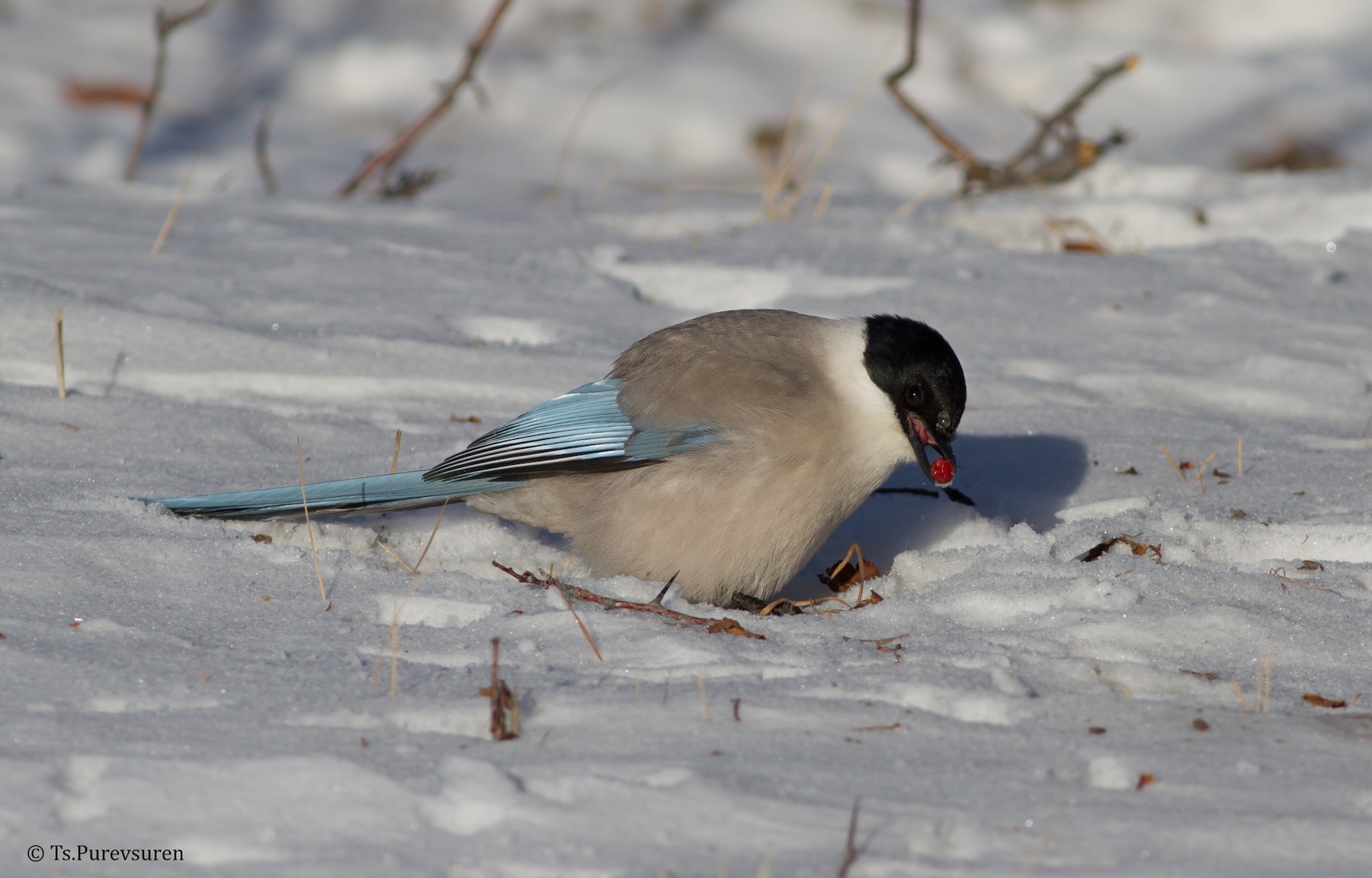 Eurasian Magpie - eBird