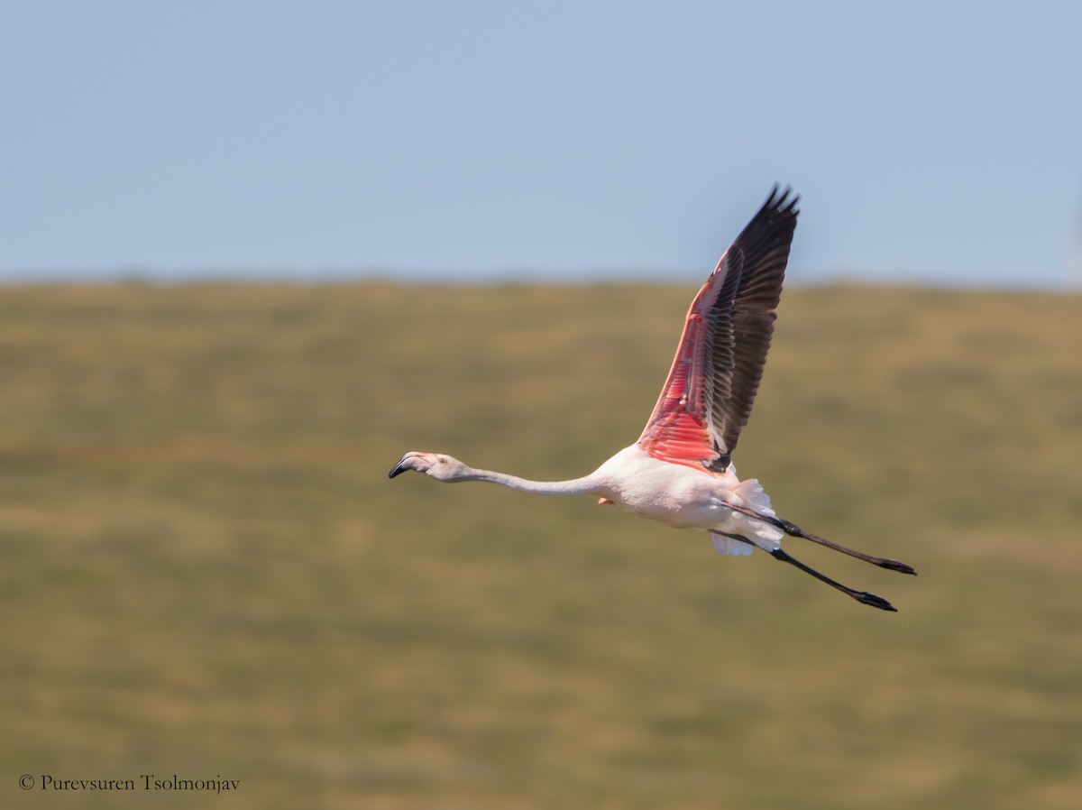 Greater Flamingo - Purevsuren Tsolmonjav
