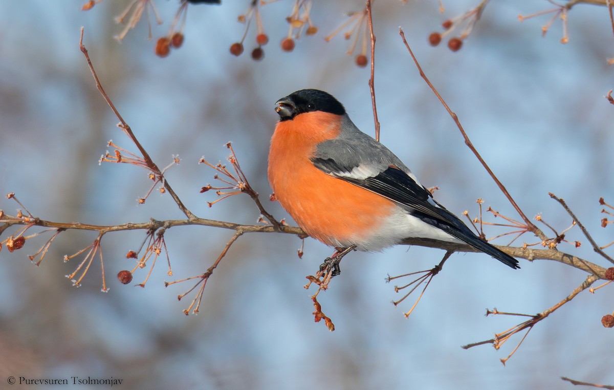 Eurasian Bullfinch (Eurasian) - Purevsuren Tsolmonjav