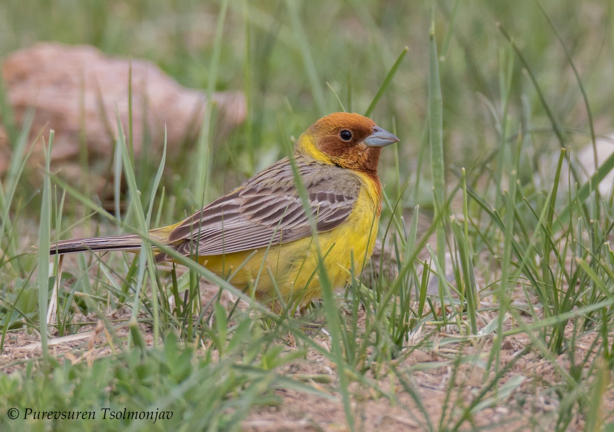 Red-headed Bunting - ML205853891