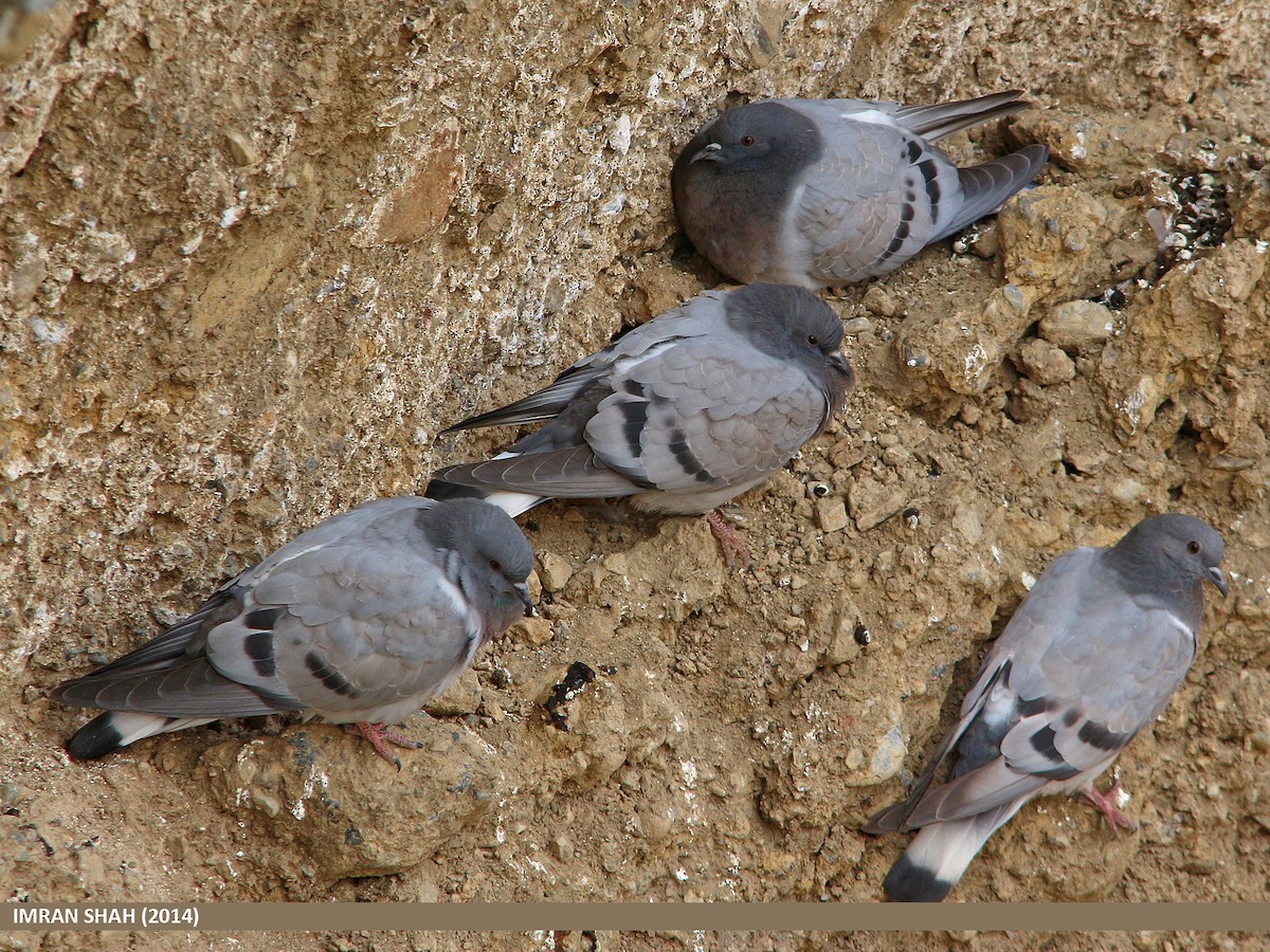 Pigeon des rochers - ML205855131