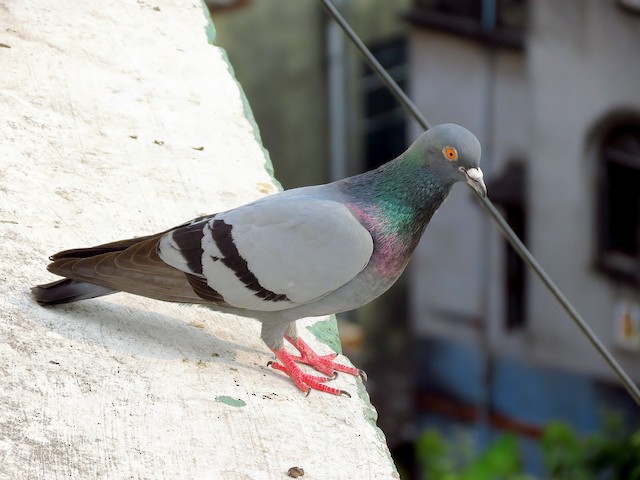 Photos - Rock Pigeon - Columba livia - Birds of the World