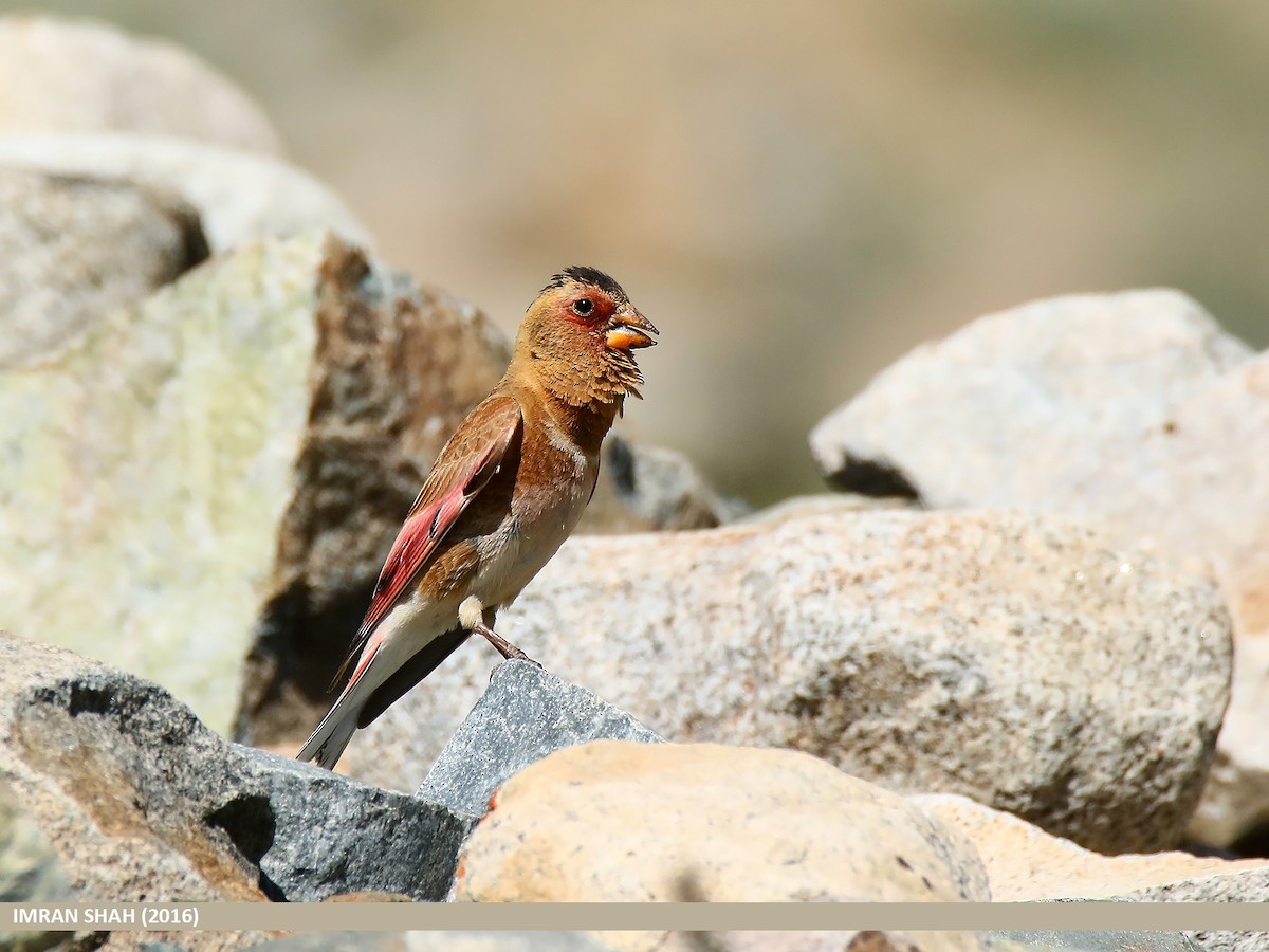 Crimson-winged Finch (Eurasian) - Imran Shah