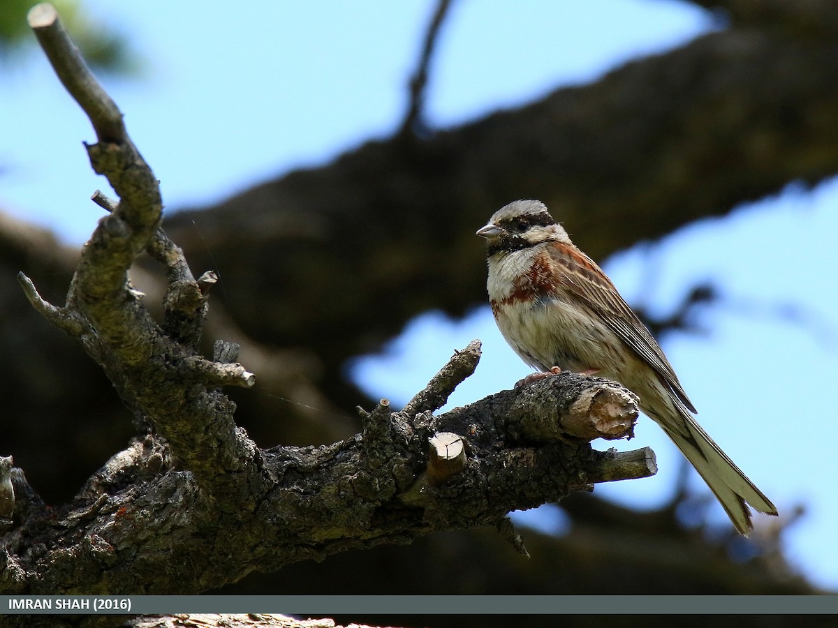 White-capped Bunting - ML205856851
