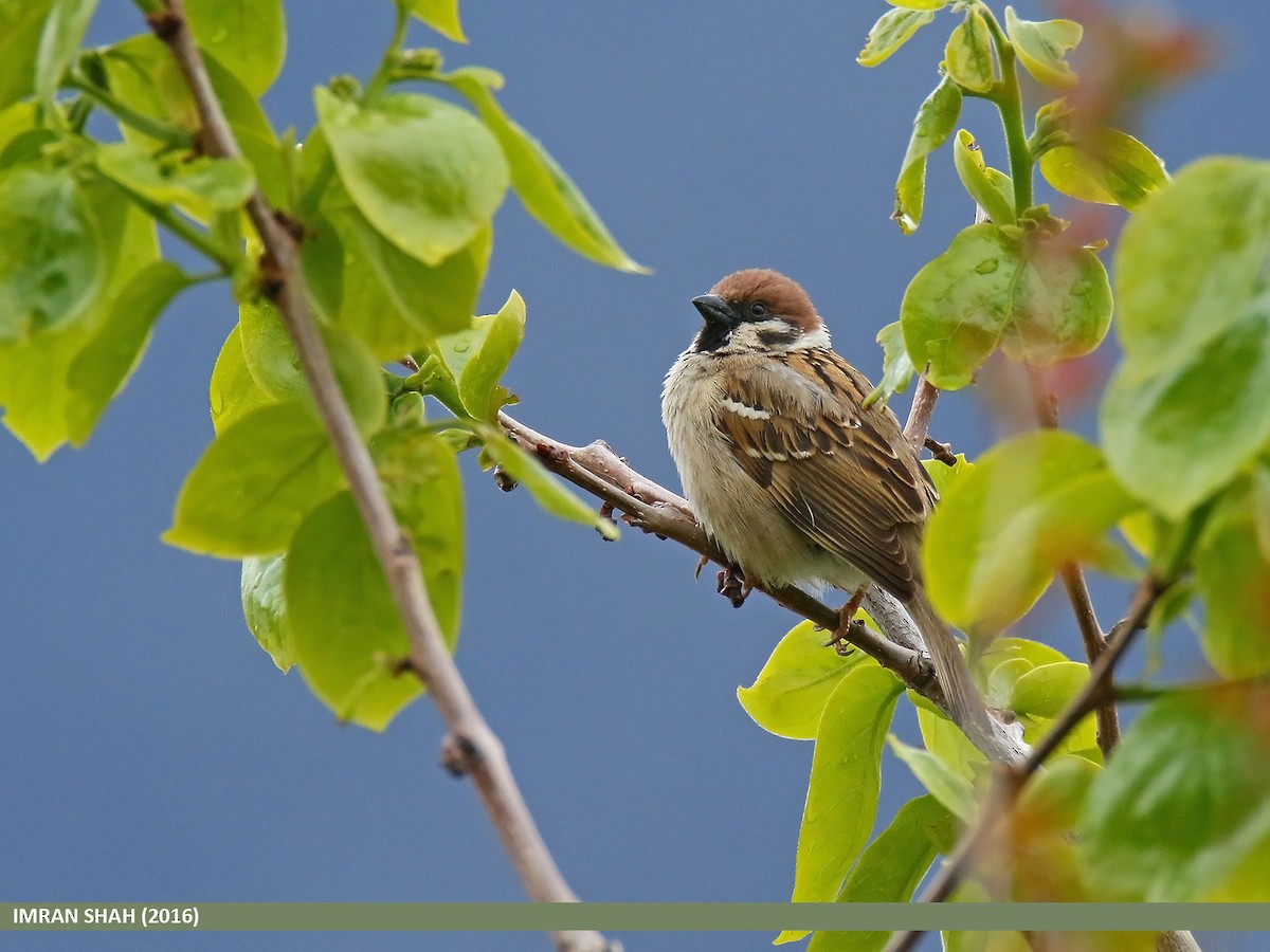 Eurasian Tree Sparrow - Imran Shah