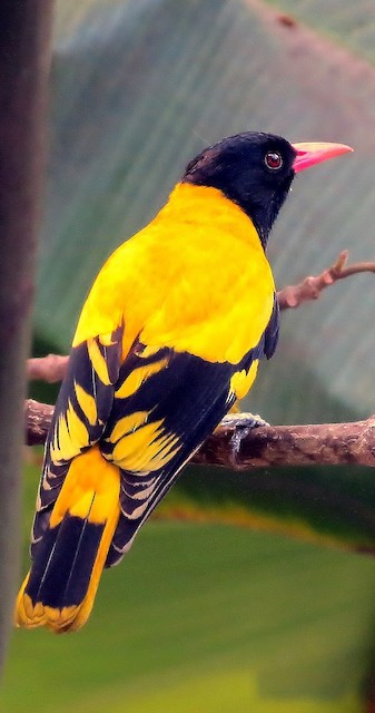 Hooded Oriole - eBird