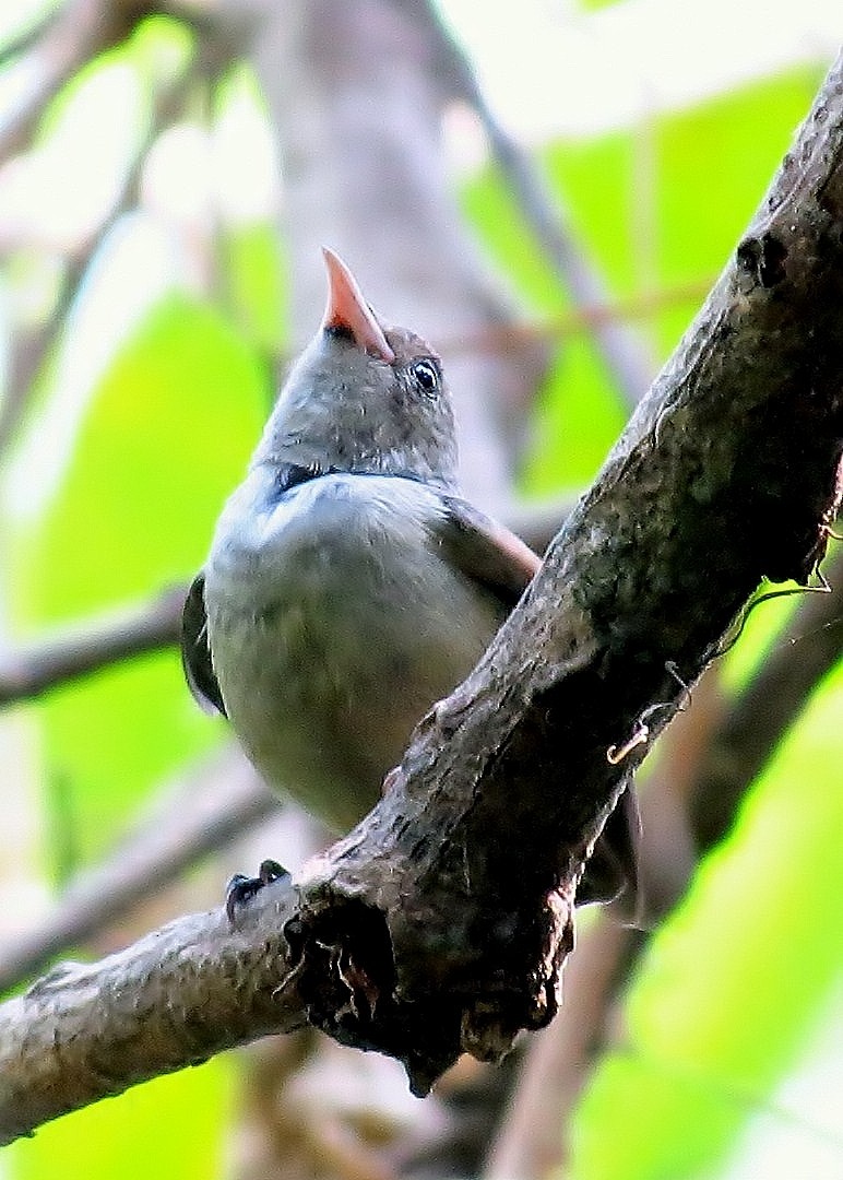 Pale-billed Flowerpecker - Soumyadeep  Chatterjee