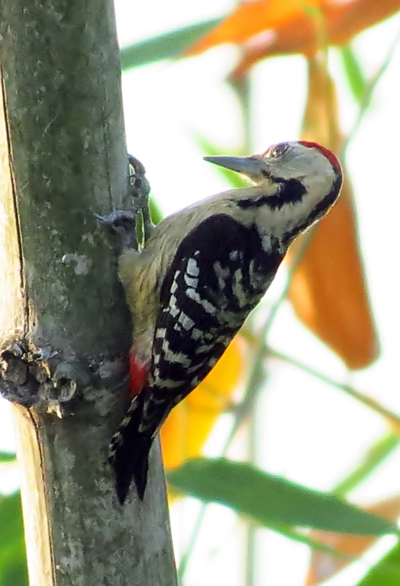 Fulvous-breasted Woodpecker - ML205857461