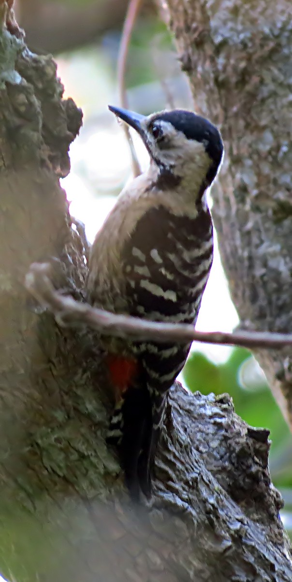 Fulvous-breasted Woodpecker - Soumyadeep  Chatterjee