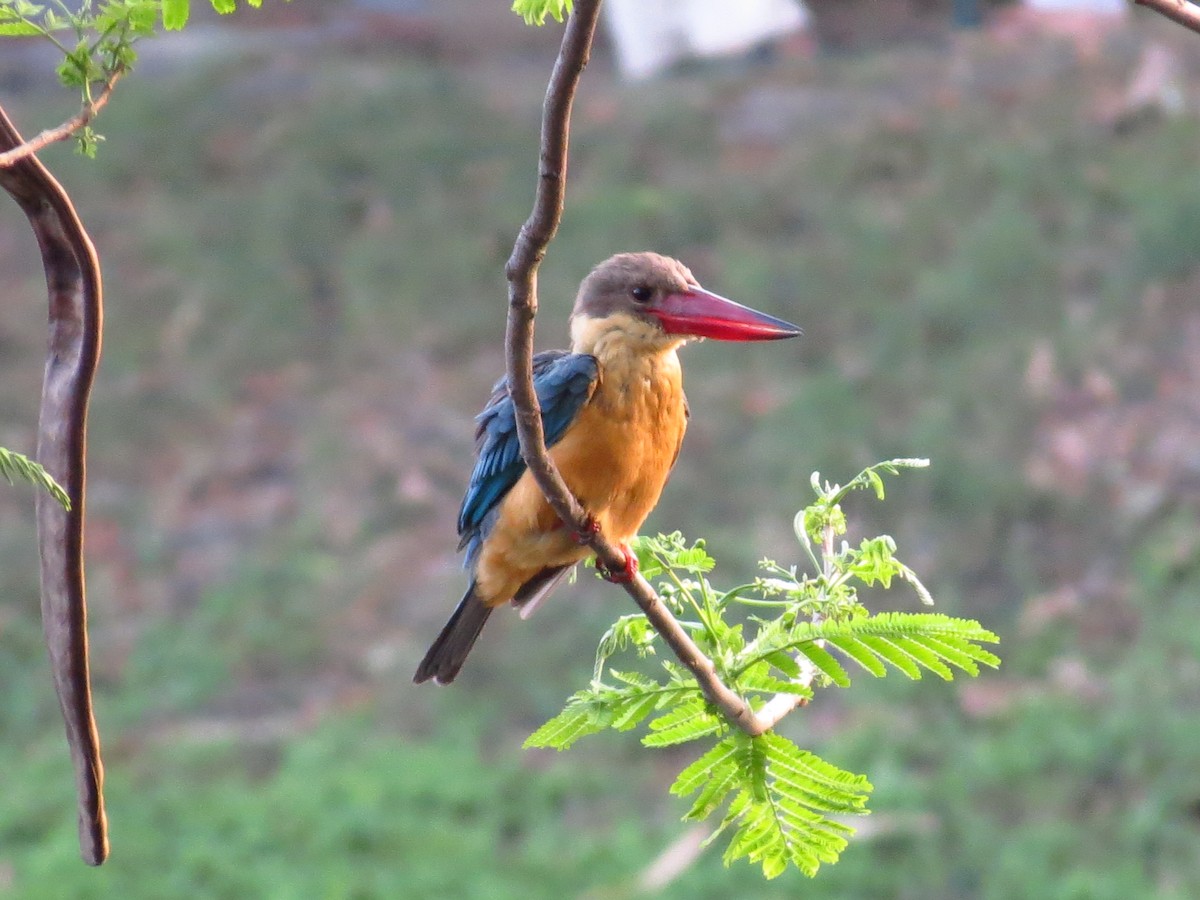 Stork-billed Kingfisher - Soumyadeep  Chatterjee