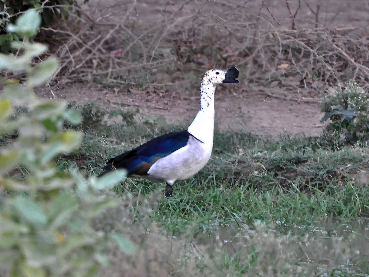 Knob-billed Duck - Ramesh Thotta