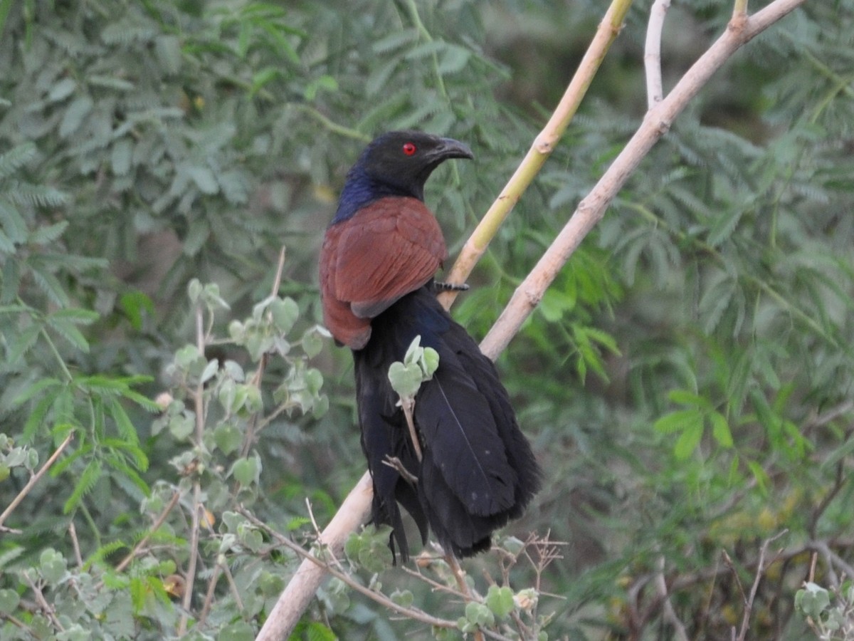 Greater Coucal (Greater) - Ramesh Thotta