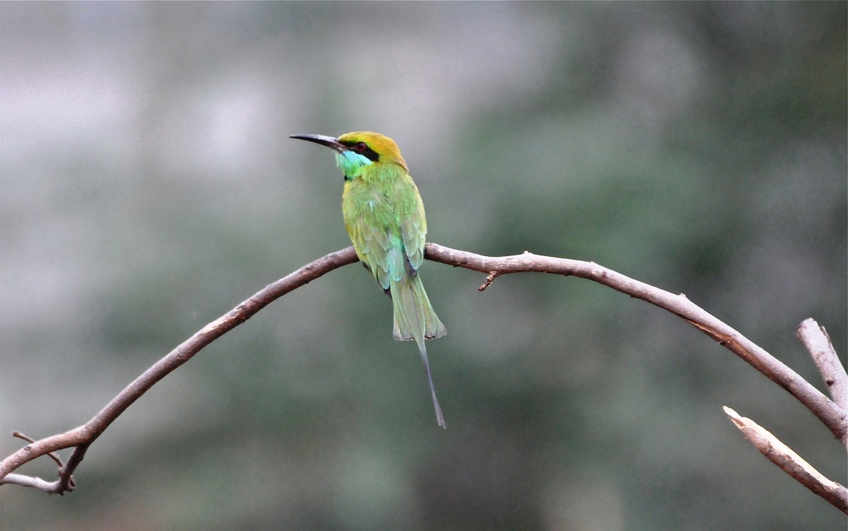 Asian Green Bee-eater - Ramesh Thotta
