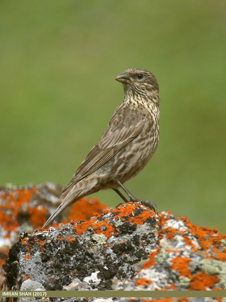 Red-fronted Rosefinch - ML205858761